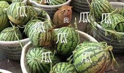 娱乐吃瓜酱火,揭秘娱乐圈幕后风云